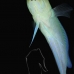 jawfish_yellowhead_sh_nwp_v_0083_tci2533.jpg